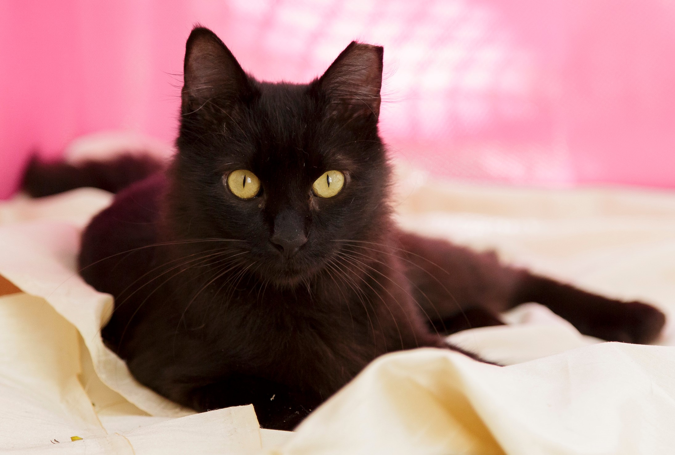 Pepino está deitado em uma cama na frente de uma parede rosa. Ele tem o pelo preto e os olhos verdes. A ponta de sua orelha esquerda está cortada.